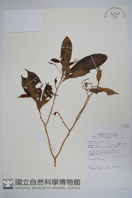 登錄號:S069802藏品圖，第1張