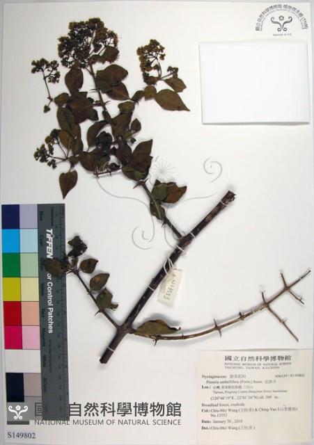 皮孫木藏品圖，第1張