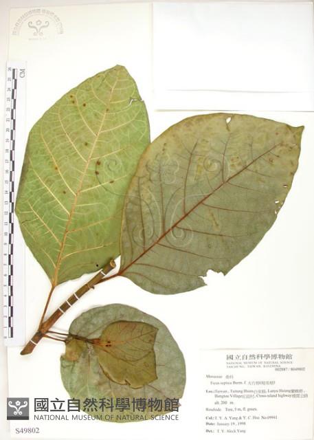 大冇榕、稜果榕藏品圖，第1張