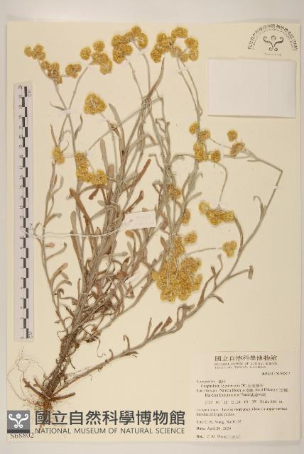 秋鼠麴草藏品圖，第1張