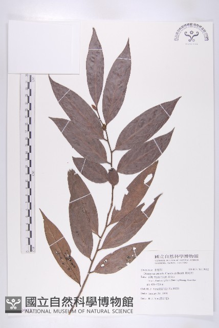 軟毛柿藏品圖，第1張