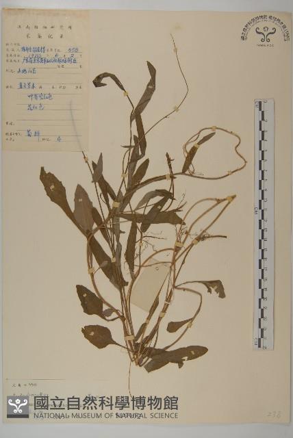 小葉一點紅藏品圖，第1張