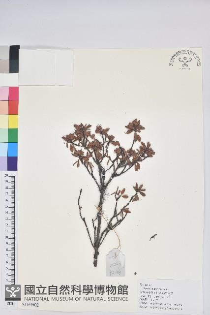 寬鐘杜鵑藏品圖，第1張