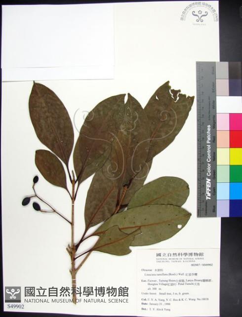 紅頭李欖, 蘭嶼李欖藏品圖，第1張