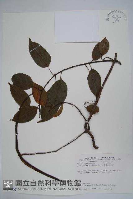 乳藤藏品圖，第1張