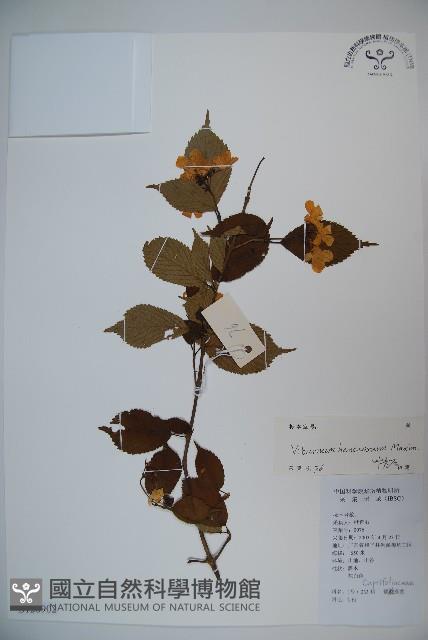 蝶花莢迷藏品圖，第1張