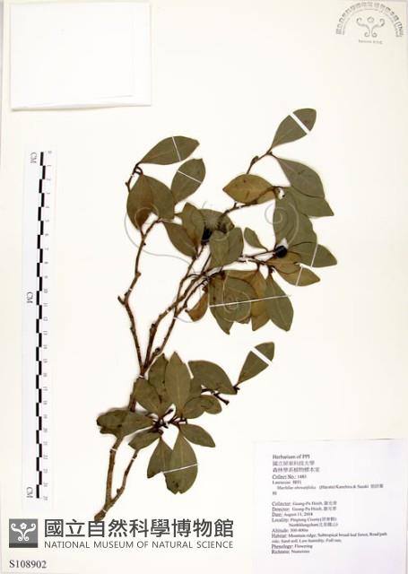 恆春楨楠藏品圖，第1張