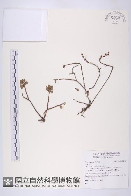 登錄號:S138902藏品圖，第1張