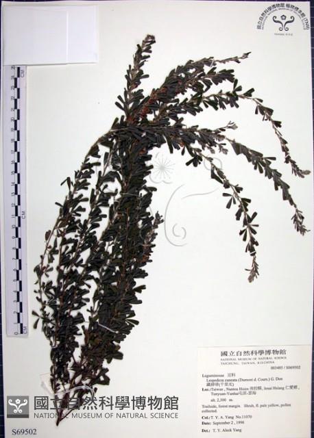 鐵掃帚、千里光藏品圖，第1張