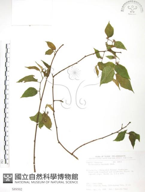 小構樹藏品圖，第1張