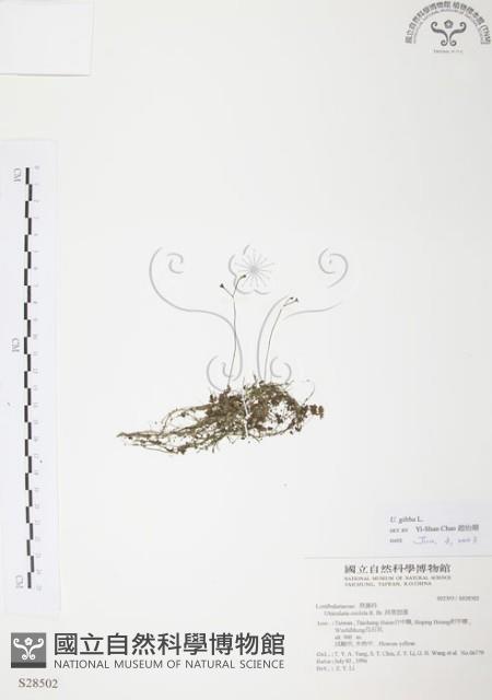 絲葉狸藻藏品圖，第1張