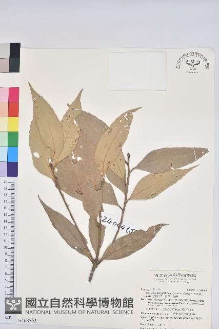 杏葉石櫟、校栗、校櫟藏品圖，第1張