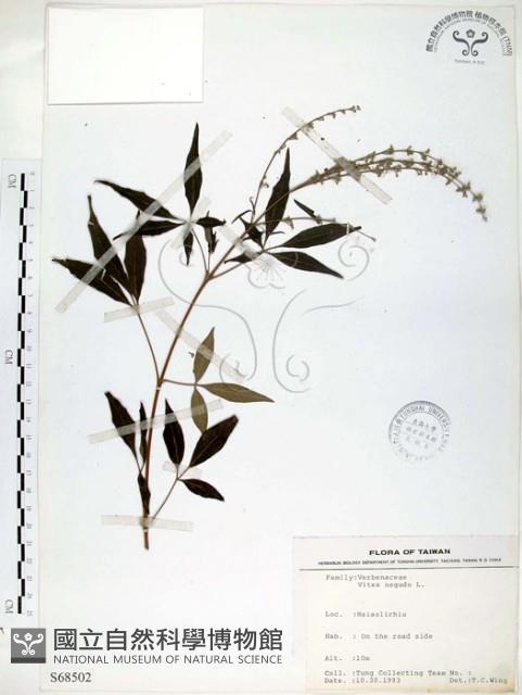 黃荊藏品圖，第1張