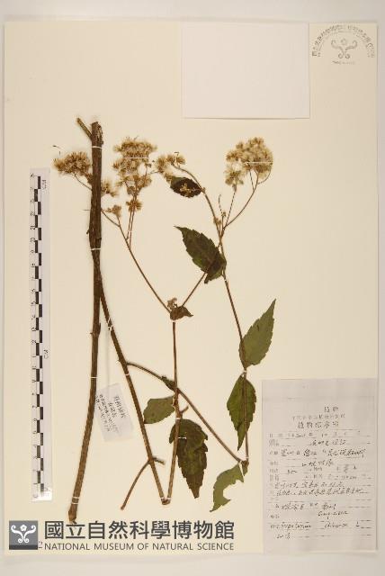 華澤蘭藏品圖，第1張