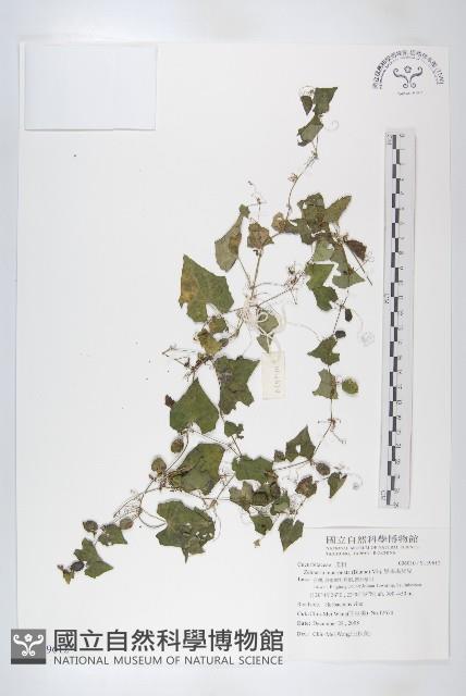 黑果馬交兒藏品圖，第1張