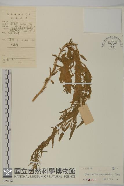 臭杏、土荊芥藏品圖，第1張