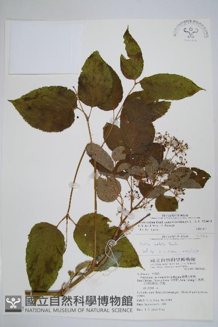 登錄號:S069612藏品圖，第1張