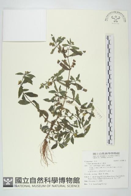 鱧腸藏品圖，第1張