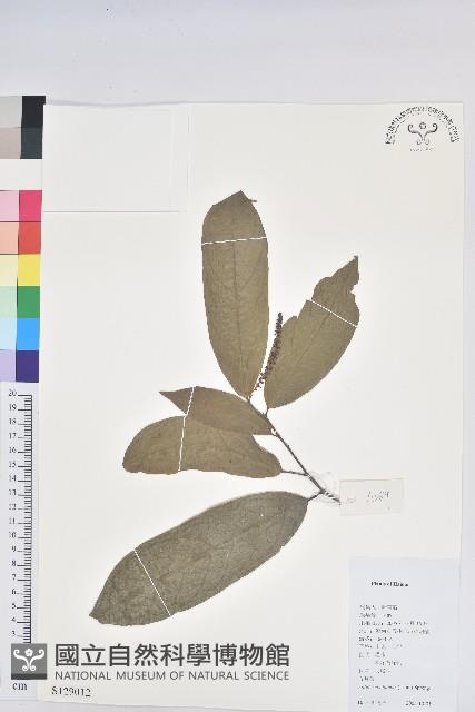 五月茶藏品圖，第1張