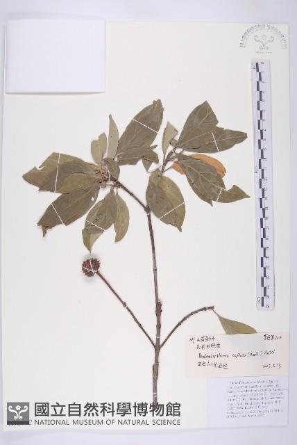 頭狀四照花藏品圖，第1張