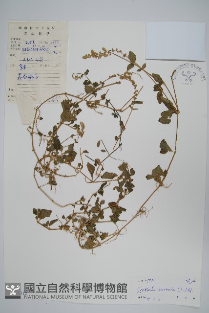 假川牛膝藏品圖，第1張