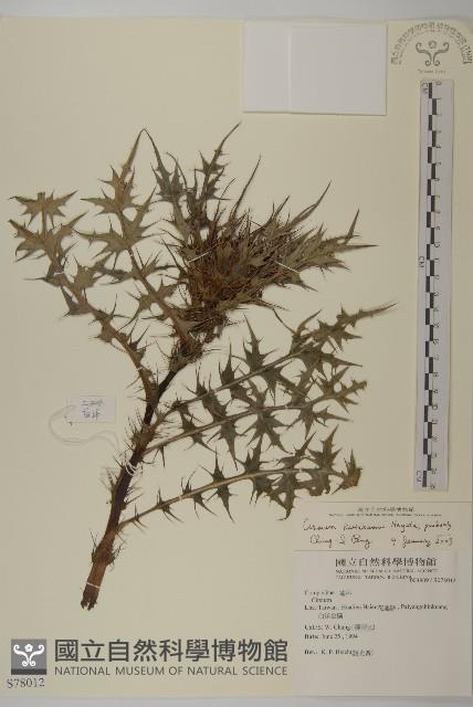 玉山薊藏品圖，第1張