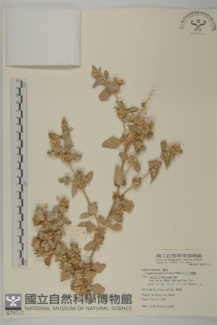 馬氏濱藜藏品圖，第1張