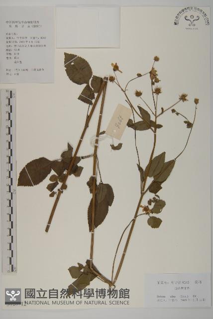 大花咸豐草藏品圖，第1張