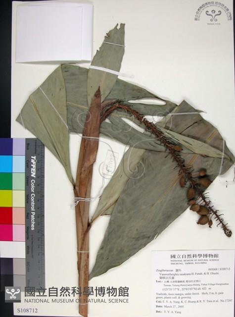 蘭嶼法氏薑藏品圖，第1張