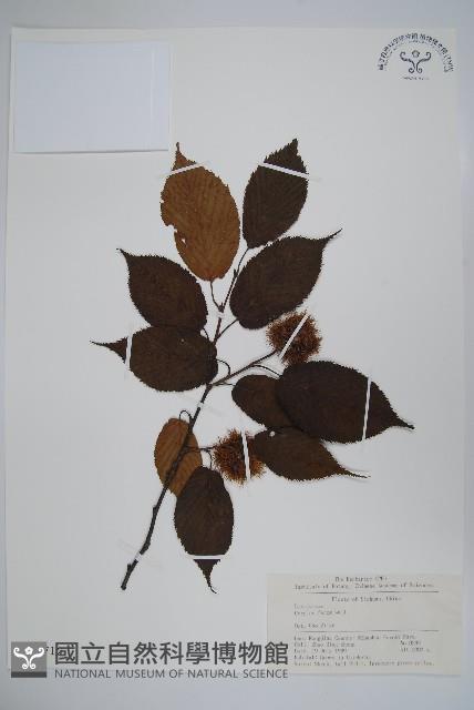 Accession Number:S018712 Collection Image, Figure 1, Total 2 Figures