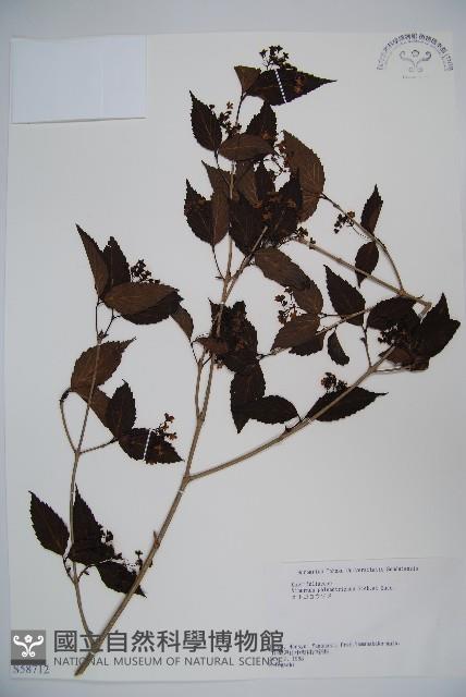 基隆莢迷藏品圖，第1張