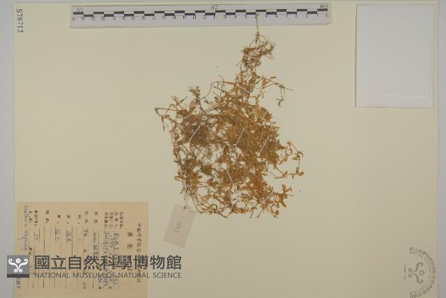 雀舌草藏品圖，第1張