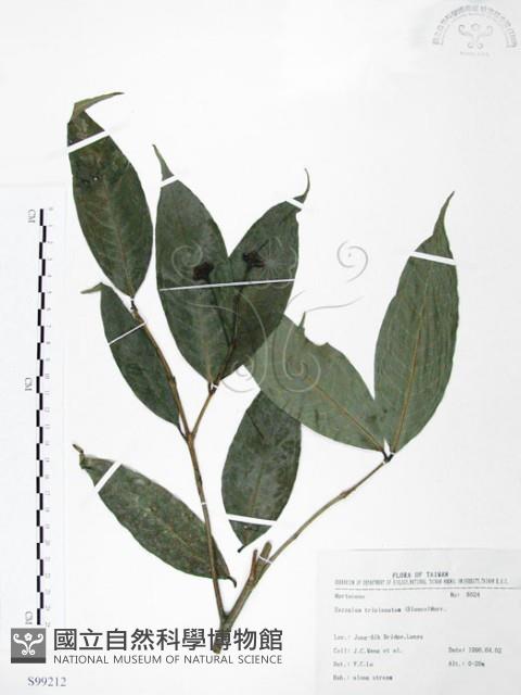 大花赤楠藏品圖，第1張