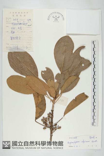 牛耳楓藏品圖，第1張