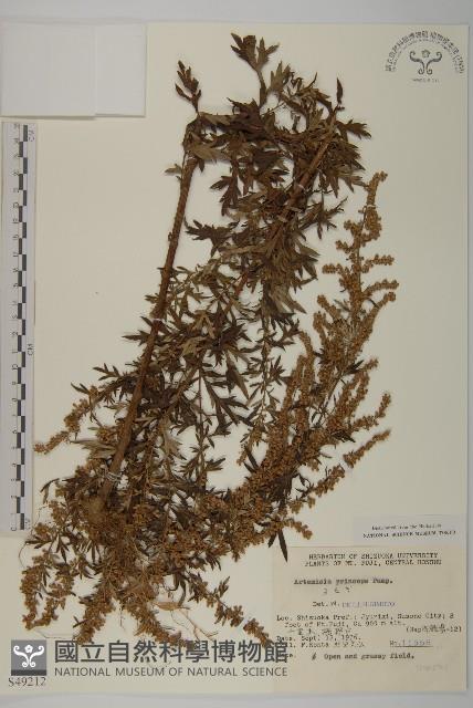 魁蒿藏品圖，第1張