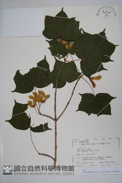 登錄號:S128212藏品圖，第1張