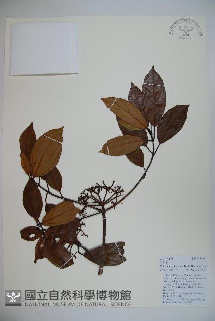 水紅木藏品圖，第1張