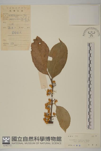 莖花南蛇藤藏品圖，第1張