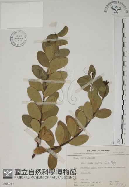 南嶺蕘花藏品圖，第1張