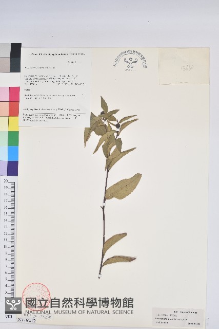 草沉香藏品圖，第1張