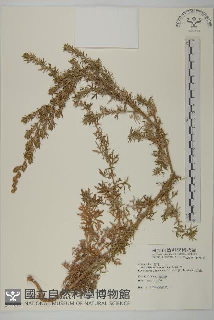 艾藏品圖，第1張