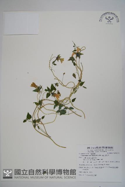 玉山山奶草藏品圖，第1張