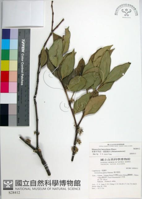 革葉羊角扭、細脈榖木藏品圖，第1張