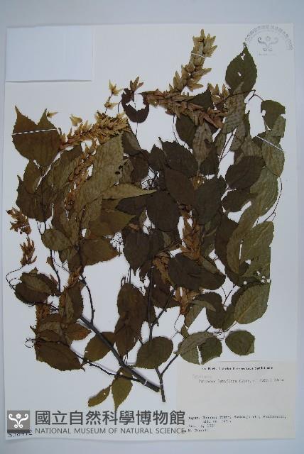 登錄號:S058412藏品圖，第1張