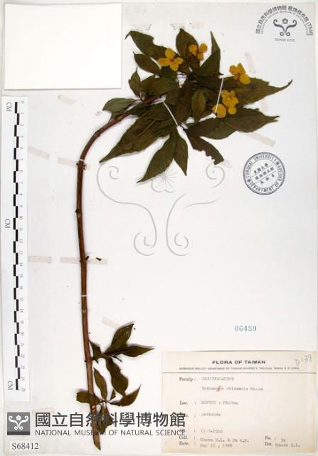 華八仙藏品圖，第1張