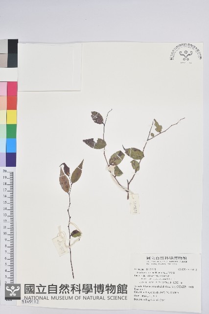高山白珠樹藏品圖，第1張