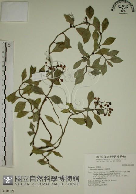 拎壁龍藏品圖，第1張