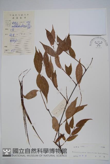 短柱絡石藏品圖，第1張