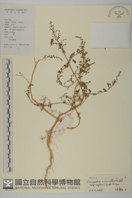 變葉藜藏品圖，第1張