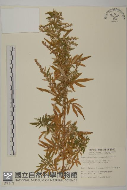 中南蒿藏品圖，第1張